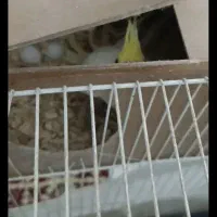 عروس هلندی به شرط