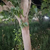 فروش خانه باغ شیک یزد