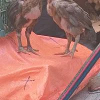 جوجه لاری اصیل اشاملو ودوتا جوجه گلین
