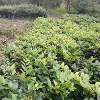 یاس هلندی سطل ۴ هرس شده لوکس|گل و گیاه طبیعی|رحیم‌آباد, |دیوار