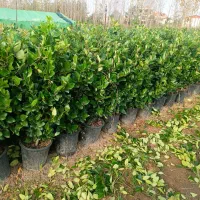 یاس هلندی سایز درشت پر|گل و گیاه طبیعی|رشت, پیرکلاچای|دیوار