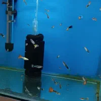 ماهی گوپی جوون، حراج به دلیل کمبود جا|ماهی|تربت جام, جامی|دیوار