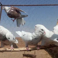 کفتر تیر|پرنده|دماوند, گیلاوند|دیوار