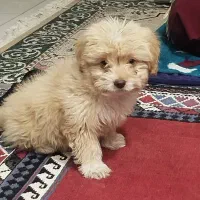 سگ بازیگوش