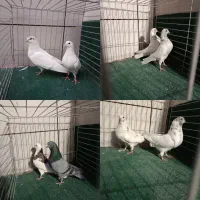 کبوتر پرشی|پرنده|مهریز, |دیوار