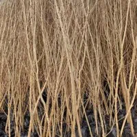 فروش انواع نهال میوه با کیفیت تضمینی از شهر نهال