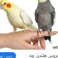 فروش یک جفت عروس هلندی|پرنده|شیراز, ریشمک|دیوار