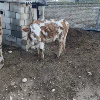 گوساله|حیوانات مزرعه|فراغی, |دیوار