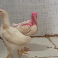 جوجه ماشینی
