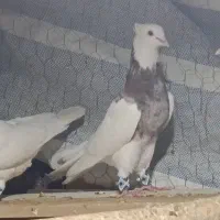 طوقی تمیر|پرنده|یاسوج, |دیوار