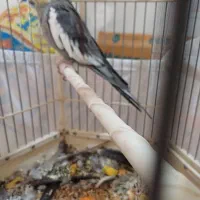 عروس هلندی  کینگ سایز