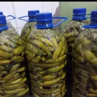 خیار شور تازه  همدان