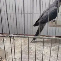 راهب ماده رنگ خاص و جفت گرینچیک