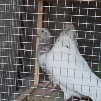 فروش کبوتر پرشی ونقشی|پرنده|پیر بکران, |دیوار