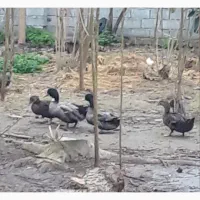 فروش فوری اردک محلی ۸ ماه