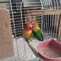 کوتوله مولد به شرط تخم جوجه|پرنده|اصفهان, سپاهان‌شهر|دیوار