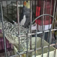 جوجه سرلاکی عروس هلندی|پرنده|بندر ماهشهر, |دیوار