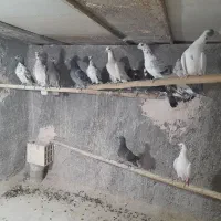 کبوتر پلاکی|پرنده|اردکان, |دیوار