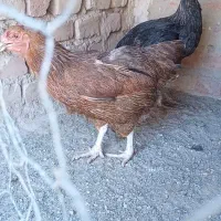 مرغ‌تخمی