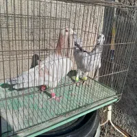 کبوتر هفرنگ