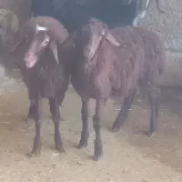 بره قزل افشار
