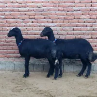 بره ماده و بره نر