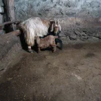 بز دامازدخ 13عدد