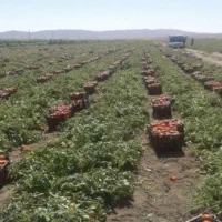 زمین کشاورزی در کهنوج اجاره داده میشود.