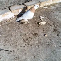 دو عدد طوقی نر