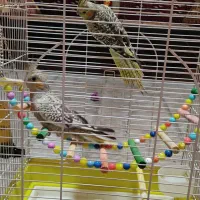 عروس هلندی نرو ماده و جوجه