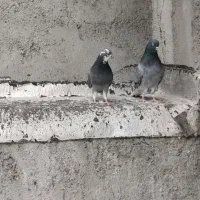 سبز دم سفید|پرنده|سرپل ذهاب, |دیوار