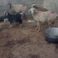 بزغاله بره میش کیلویی|حیوانات مزرعه|بجنورد, |دیوار