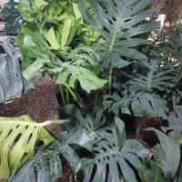 دهکده گل بوشهر