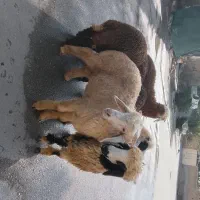 بره عربی چاق درجه یک