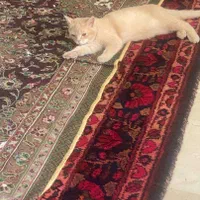 گمشده در خرداد ماه ، مژدگانی پرداخت میشود|حیوانات|تهران, نارمک|دیوار