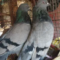 سبز و دم سفید|پرنده|فهرج, |دیوار