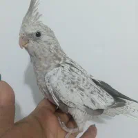 جوجه ایزابلا نرم خور و دونخور