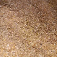 گندم صاف یا شکسته تر تمیز