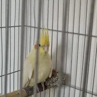 فروش عروس هلندی ماده