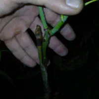 نهال انبه پیوندی سطلی سه ساله|گل و گیاه طبیعی|شیراز, انجیره|دیوار