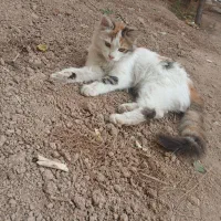 گربه واگذاری|گربه|تبریز, |دیوار