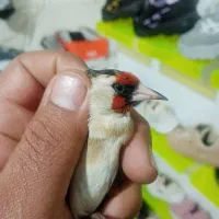 فروش سهره|پرنده|یزد, |دیوار