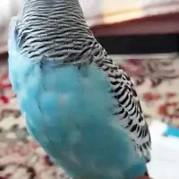 مرغ عشق مولد