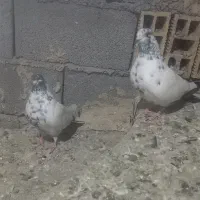 کبوتر