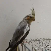 عروس هلندی خونگی یک ساله|پرنده|کوچصفهان, |دیوار