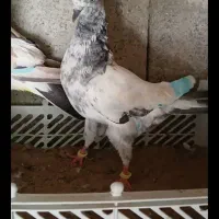 دو عدد کفتر فروشی