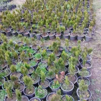 کامیس فشرده|گل و گیاه طبیعی|کلاچای, |دیوار