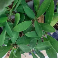 همه گل ها سرحال وشاد هستند