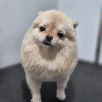 اصلاح و پیرایش (گرومینگ) حیوانات خانگی