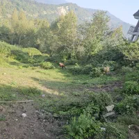 زمین عالی ۳۶۵ متر لفور مرزیدره داخل بافت|فروش زمین و ملک کلنگی|آلاشت, |دیوار